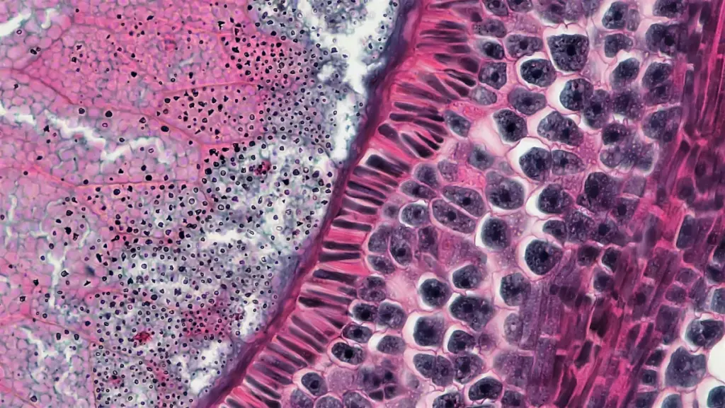 cross section of tissue